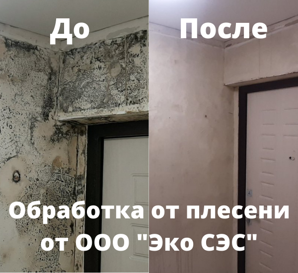 обработка от плесени